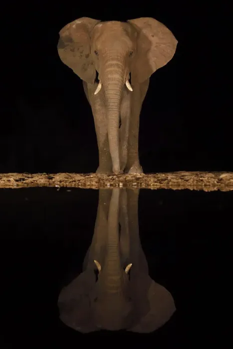 Framed Print : RF - African bush elephant, (Loxodonta africana) at night, reflected in waterhole Framed Print : RF - African bush elephant, (Loxodonta africana) at night, reflected in waterhole