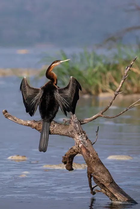 Framed Print : RF - African darter (Anhinga rufa) perched on dead tree branch in river, basking, Murchison Falls National Park Uganda Framed Print : RF - African darter (Anhinga rufa) perched on dead tree branch in river, basking, Murchison Falls National Park Uganda