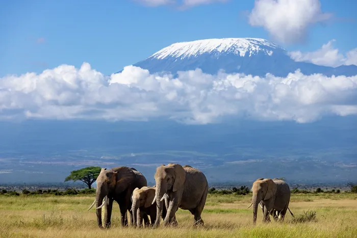 Framed Print : RF - African elephant (Loxodonta africana) family walking across the savanna with Mount Kilimanjaro in background, Amboseli National Park, Kenya. Endangered Framed Print : RF - African elephant (Loxodonta africana) family walking across the savanna with Mount Kilimanjaro in background, Amboseli National Park, Kenya. Endangered
