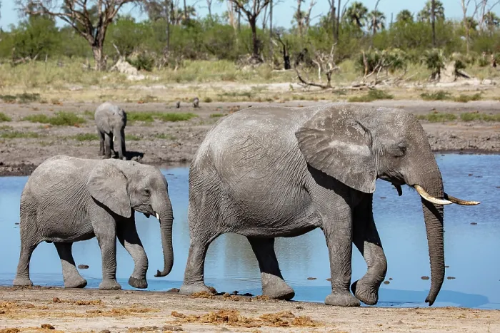 Framed Print : RF - African elephant (Loxodonta africana) female and calf walking along water's edge, Okavango Delta, Botswana. Endangered