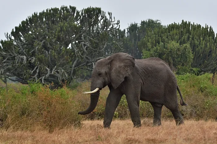 Framed Print : RF - African elephant (Loxodonta africana) walking through bushland, Uganda. Endangered. (This image may be licensed either as rights managed or royalty free.) Framed Print : RF - African elephant (Loxodonta africana) walking through bushland, Uganda. Endangered. (This image may be licensed either as rights managed or royalty free.)