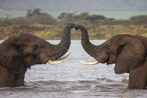 RF - African elephants (Loxodonta africana) in water, trunks touching, Zimanga game reserve