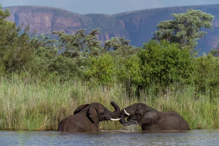 Framed Print : RF - Two African elephants (Loxodonta africana) drinking and bathing in river, Marataba Park, Marakele National Park, Limpopo Province, South Africa. Endangered Framed Print : RF - Two African elephants (Loxodonta africana) drinking and bathing in river, Marataba Park, Marakele National Park, Limpopo Province, South Africa. Endangered