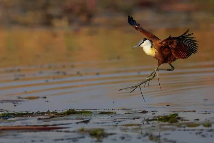 Framed Print : RF - African jacana (Actophilornis africanus) landing in water, Chobe River, Chobe National Park, Botswana. (This image may be licensed either as rights managed or royalty free.) Framed Print : RF - African jacana (Actophilornis africanus) landing in water, Chobe River, Chobe National Park, Botswana. (This image may be licensed either as rights managed or royalty free.)