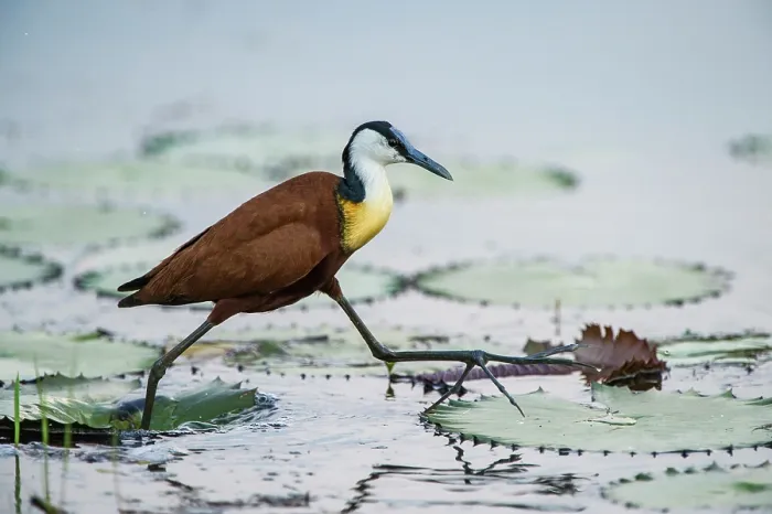 Framed Print : RF - African jacana (Actophilornis africanus) striding over lilypads on pond, Marakele Private Reserve, Waterberg Biosphere Reserve, Limpopo Province, South Africa Framed Print : RF - African jacana (Actophilornis africanus) striding over lilypads on pond, Marakele Private Reserve, Waterberg Biosphere Reserve, Limpopo Province, South Africa