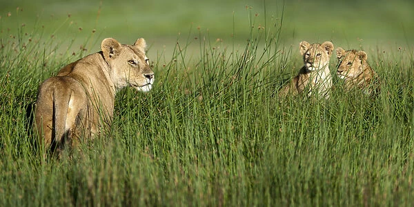 RF - African lioness (Panthera leo) with cubs age four months cubs at Big Marsh