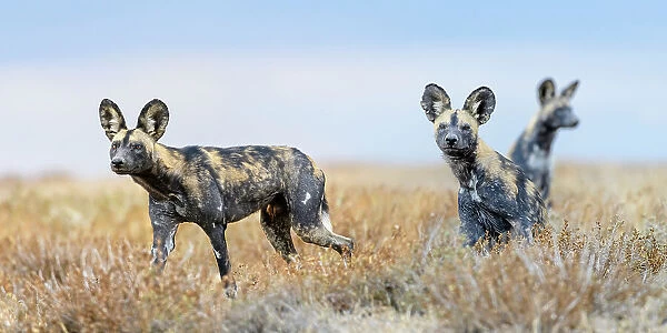 RF - African painted dogs (Lycaon pictus) outside den, Ngorongoro Conservation Area. Tanzania. (This image may be licensed either as rights managed or royalty free.)