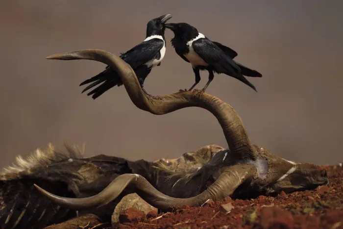Framed Print : RF - African Pied Crow (Corvus albus) two perched on carcass of a Greater Kudu, (Tragelaphus Framed Print : RF - African Pied Crow (Corvus albus) two perched on carcass of a Greater Kudu, (Tragelaphus