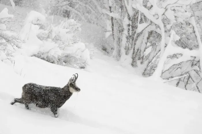 Framed Print : RF- Alpine chamois (Rupicapra rupicapra) in winter landscape during heavy snowfall Framed Print : RF- Alpine chamois (Rupicapra rupicapra) in winter landscape during heavy snowfall