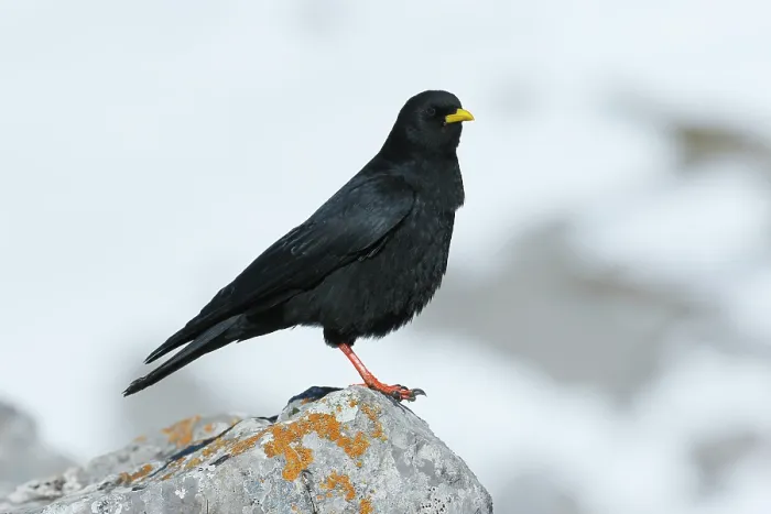 Framed Print : RF - Alpine chough (Pyrrhocorax graculus) perched on a rock, Picos de Europa National Park, Spain. April. (This image may be licensed either as rights managed or royalty free.) Framed Print : RF - Alpine chough (Pyrrhocorax graculus) perched on a rock, Picos de Europa National Park, Spain. April. (This image may be licensed either as rights managed or royalty free.)