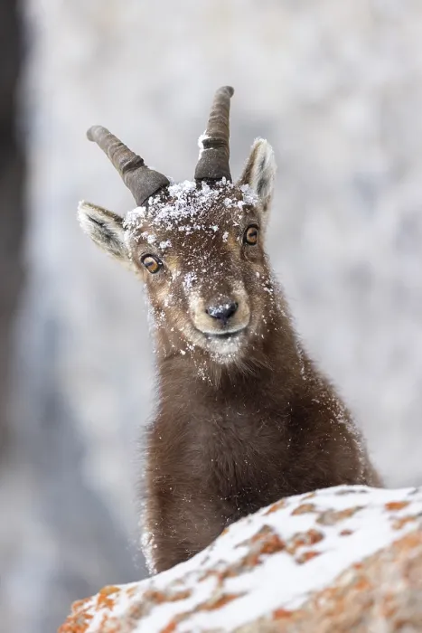 Framed Print : RF - Alpine ibex (Capra ibex) female, with snow on its head, peering over a rock, Alps, Switzerland. January Framed Print : RF - Alpine ibex (Capra ibex) female, with snow on its head, peering over a rock, Alps, Switzerland. January