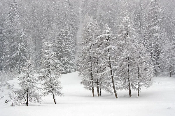 RF- Alpine landscape with snow covered trees. Gran Paradiso National Park, Italy, March
