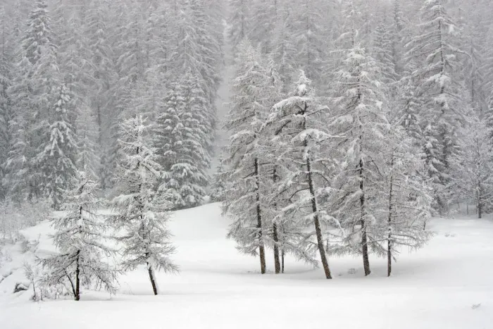 Framed Print : RF- Alpine landscape with snow covered trees. Gran Paradiso National Park, Italy, March Framed Print : RF- Alpine landscape with snow covered trees. Gran Paradiso National Park, Italy, March