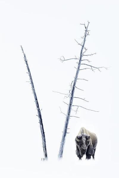 RF - American Bison (Bison bison) male in snow covered in frost, standing by dead trees