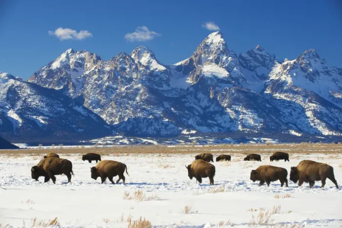 Framed Print : RF - American bisons (Bison bison) in Grand Teton National Park. winter. Wyoming, USA Framed Print : RF - American bisons (Bison bison) in Grand Teton National Park. winter. Wyoming, USA