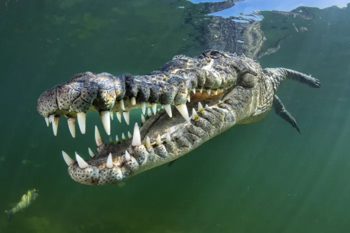 Framed Print : RF - American crocodile (Crocodylus acutus) swims through sunrays Framed Print : RF - American crocodile (Crocodylus acutus) swims through sunrays
