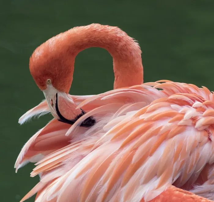 Framed Print : RF - American flamingo (Phoenicopterus ruber) preening feathers. Captive