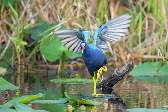 Framed Print : RF - American purple gallinule (Porphyrio martinica) stepping over lilypads on pond, Everglades National Park, Florida, USA. March
