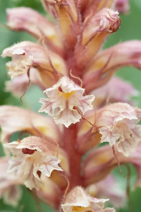 Framed Print : RF - Amethyst broomrape (Orobanche amethystea) in flower, Nijmegen, The Netherlands. May. (This image may be licensed either as rights managed or royalty free.)