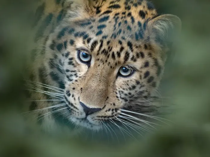 Framed Print : RF - Amur leopard (Panthera pardus orientalis) captive, occurs in northern China and Russia Framed Print : RF - Amur leopard (Panthera pardus orientalis) captive, occurs in northern China and Russia
