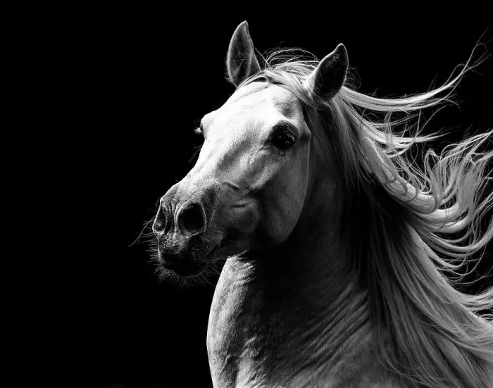 Framed Print : RF - Andalusian horse stallion running with mane flowing, portrait. Germany. (This image may be licensed either as rights managed or royalty free.) Framed Print : RF - Andalusian horse stallion running with mane flowing, portrait. Germany. (This image may be licensed either as rights managed or royalty free.)