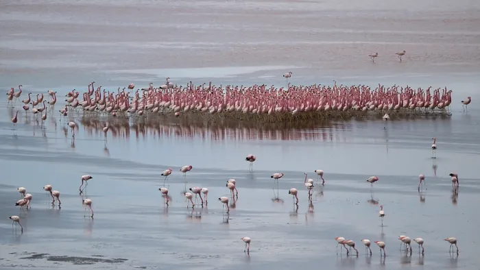 Framed Print : RF - Andean flamingos (Phoenicoparrus andinus) flock standing in shallow water, displaying, Laguna Colorada, Eduardo Avaroa Andean Fauna National Reserve, Bolivia Framed Print : RF - Andean flamingos (Phoenicoparrus andinus) flock standing in shallow water, displaying, Laguna Colorada, Eduardo Avaroa Andean Fauna National Reserve, Bolivia