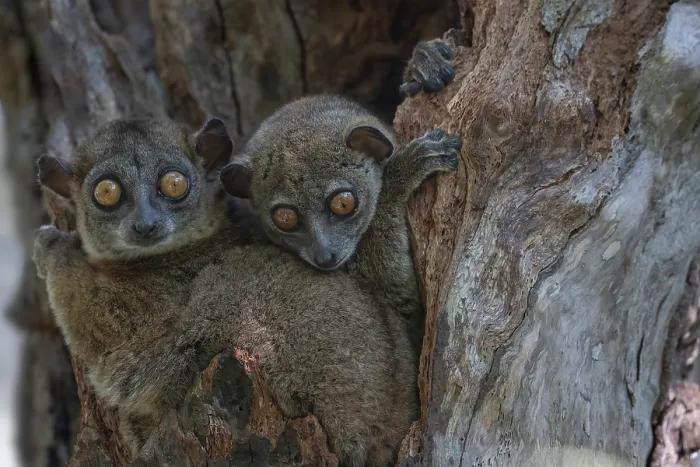 Framed Print : RF - Two Ankarana sportive lemurs (Lepilemur ankaranensis) sitting in tree hole, Analamerana special reserve, Madagascar. Endangered Framed Print : RF - Two Ankarana sportive lemurs (Lepilemur ankaranensis) sitting in tree hole, Analamerana special reserve, Madagascar. Endangered