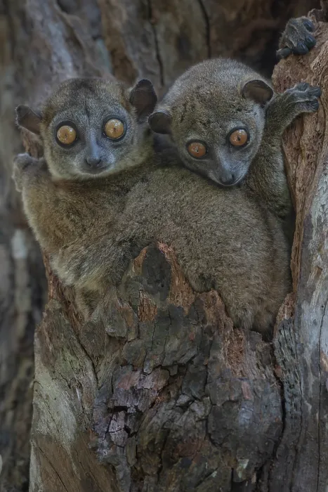 Framed Print : RF - Two Ankarana sportive lemurs (Lepilemur ankaranensis) sitting in tree hole, Analamerana special reserve, Madagascar. Endangered Framed Print : RF - Two Ankarana sportive lemurs (Lepilemur ankaranensis) sitting in tree hole, Analamerana special reserve, Madagascar. Endangered