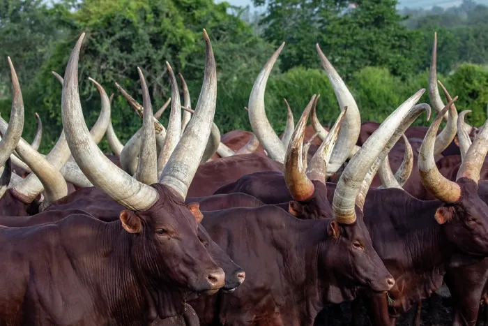 Framed Print : RF - Ankole cattle herd, Mburo National Park, Uganda. (This image may be licensed either as rights managed or royalty free.)