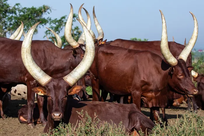 Framed Print : RF - Ankole cattle herd, Uganda. (This image may be licensed either as rights managed or royalty free.) Framed Print : RF - Ankole cattle herd, Uganda. (This image may be licensed either as rights managed or royalty free.)