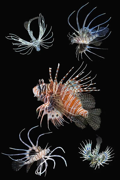 RF - Antennata lionfish (Pterois antennata) with four juveniles, composite image on black background, Indo-Pacific. (This image may be licensed either as rights managed or royalty free. )