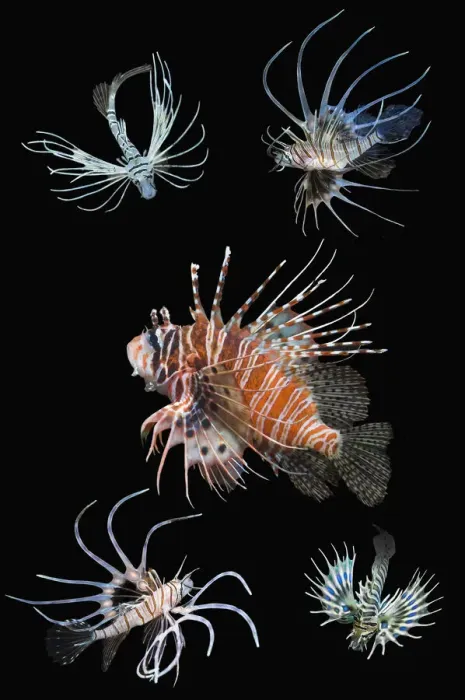 Framed Print : RF - Antennata lionfish (Pterois antennata) with four juveniles, composite image on black background, Indo-Pacific. (This image may be licensed either as rights managed or royalty free. ) Framed Print : RF - Antennata lionfish (Pterois antennata) with four juveniles, composite image on black background, Indo-Pacific. (This image may be licensed either as rights managed or royalty free. )