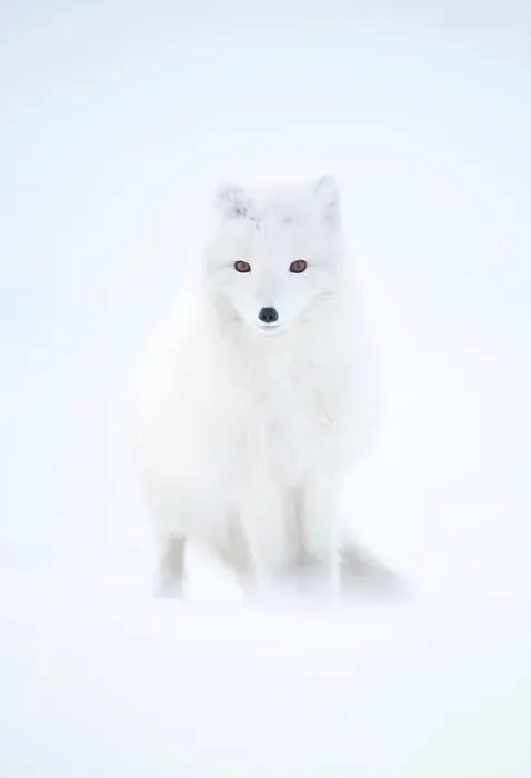 Framed Print : RF - Arctic fox (Alopex lagopus) in winter pelage, camouflaged in snow. Svalbard, Norway, April (This image may be licensed either as rights managed or royalty free.) Framed Print : RF - Arctic fox (Alopex lagopus) in winter pelage, camouflaged in snow. Svalbard, Norway, April (This image may be licensed either as rights managed or royalty free.)