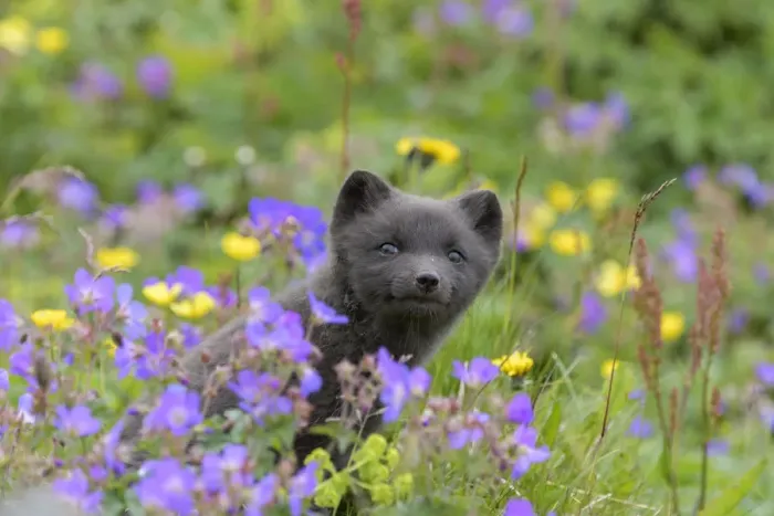 Framed Print : RF - Arctic fox cub (Alopex lagopus) amongst summer flowers, Hornvik, Westfjords Framed Print : RF - Arctic fox cub (Alopex lagopus) amongst summer flowers, Hornvik, Westfjords