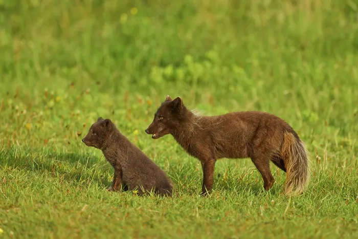 Framed Print : RF - Two Arctic fox (Vulpes lagopus) cubs aged 6 weeks, blue morph in summer coat, in grassland at public campsite, Hornvik, Iceland. July Framed Print : RF - Two Arctic fox (Vulpes lagopus) cubs aged 6 weeks, blue morph in summer coat, in grassland at public campsite, Hornvik, Iceland. July