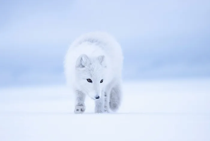 Framed Print : RF - Arctic fox (Vulpes lagopus) winter coat, on snow, portrait, Svalbard, Norway. March. (This image may be licensed either as rights managed or royalty free.) Framed Print : RF - Arctic fox (Vulpes lagopus) winter coat, on snow, portrait, Svalbard, Norway. March. (This image may be licensed either as rights managed or royalty free.)