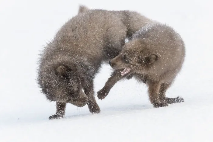 Framed Print : RF - Arctic foxes (Alopex lagopus) blue colour morphs in winter coat fighting Framed Print : RF - Arctic foxes (Alopex lagopus) blue colour morphs in winter coat fighting