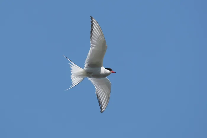 Framed Print : RF - Arctic tern (Sterna paradisaea) in flight against blue sky, Varanger, Norway. July. (This image may be licensed either as rights managed or royalty free.) Framed Print : RF - Arctic tern (Sterna paradisaea) in flight against blue sky, Varanger, Norway. July. (This image may be licensed either as rights managed or royalty free.)