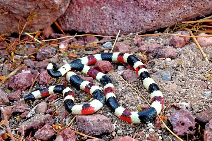 Framed Print : RF - Arizona coral snake (Micruroides euryxanthus) portrait, Arizona, USA. October. (This image may be licensed either as rights managed or royalty free.)