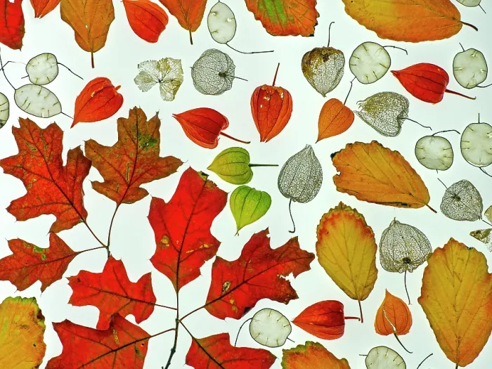 Framed Print : RF - Arrangement of autumn leaves, Honesty seeds and Chinese lantern (Physalis alkekengi) leaves. (This image may be licensed either as rights managed or royalty free.) Framed Print : RF - Arrangement of autumn leaves, Honesty seeds and Chinese lantern (Physalis alkekengi) leaves. (This image may be licensed either as rights managed or royalty free.)