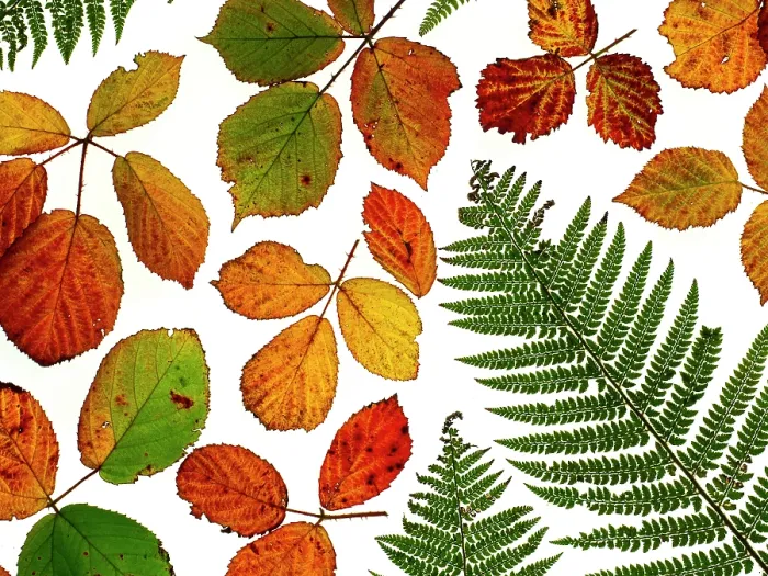 Framed Print : RF - Arrangement of Bramble leaves (Rubus )changing colour in autumn with Bracken (This image may be licensed either as rights managed or royalty free.) Framed Print : RF - Arrangement of Bramble leaves (Rubus )changing colour in autumn with Bracken (This image may be licensed either as rights managed or royalty free.)