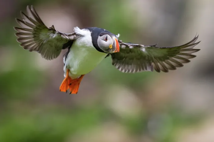Framed Print : RF - Atlantic puffin (Fratercula arctica) in flight, Hornoya bird cliff Island, Vardoe, Varanger Peninsula, Finnmark, Norway. June Framed Print : RF - Atlantic puffin (Fratercula arctica) in flight, Hornoya bird cliff Island, Vardoe, Varanger Peninsula, Finnmark, Norway. June