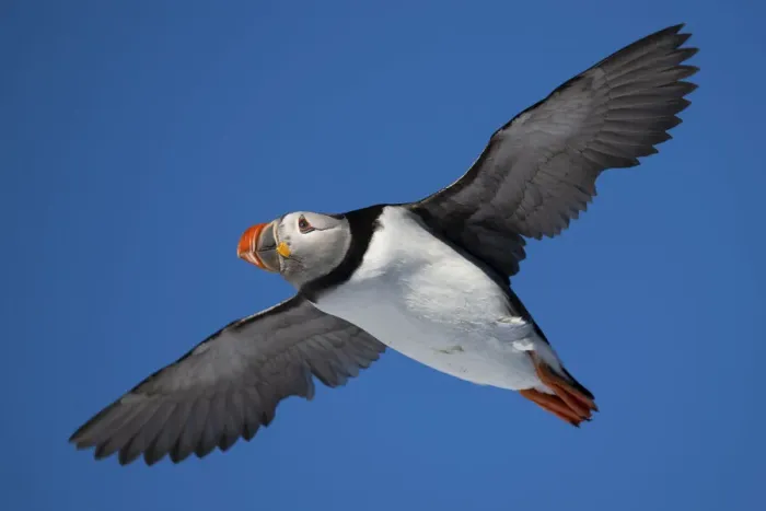 Framed Print : RF - Atlantic puffin (Fratercula arctica) flying, Hornoya, Varanger, Finnmark