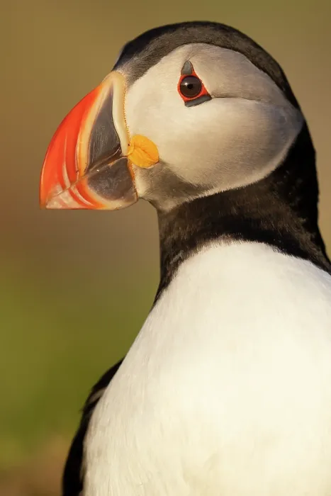 Framed Print : RF - Atlantic puffin (Fratercula arctica) portrait, Hornoya bird cliff Island, Vardoe, Varanger Peninsula, Finnmark, Norway. June Framed Print : RF - Atlantic puffin (Fratercula arctica) portrait, Hornoya bird cliff Island, Vardoe, Varanger Peninsula, Finnmark, Norway. June