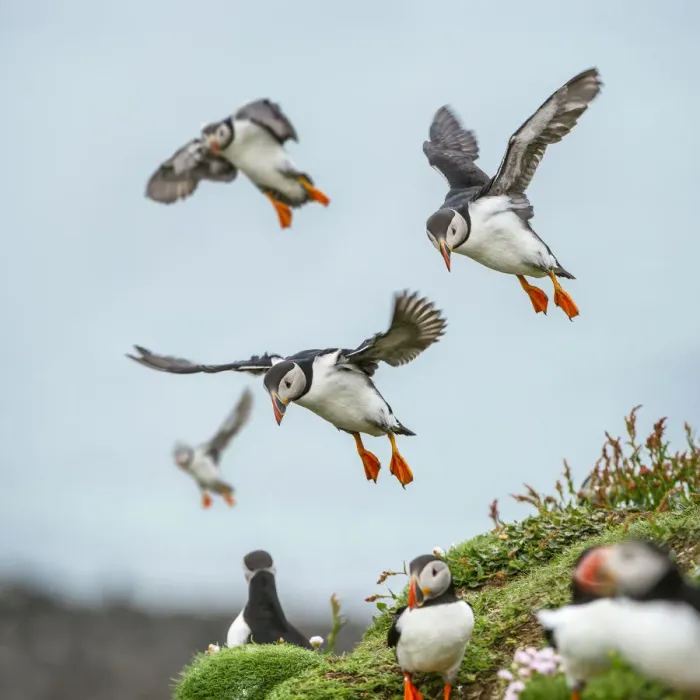 Framed Print : RF - Atlantic Puffins (Fratercula arctica) flying on to the cliff top Framed Print : RF - Atlantic Puffins (Fratercula arctica) flying on to the cliff top