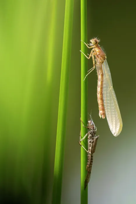Framed Print : RF - Azure damselfly (Coenagrion puella) with exuvia, newly emerged and drying out, Broxwater, North Cornwall, England, UK. May Framed Print : RF - Azure damselfly (Coenagrion puella) with exuvia, newly emerged and drying out, Broxwater, North Cornwall, England, UK. May