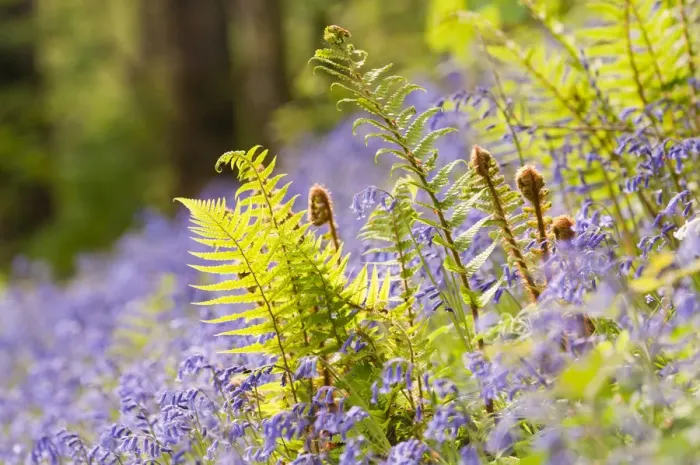 Framed Print : RF- Backlit Fern (Philotum) growing among bluebells (Endymion nonscriptus). Lanhydrock Framed Print : RF- Backlit Fern (Philotum) growing among bluebells (Endymion nonscriptus). Lanhydrock