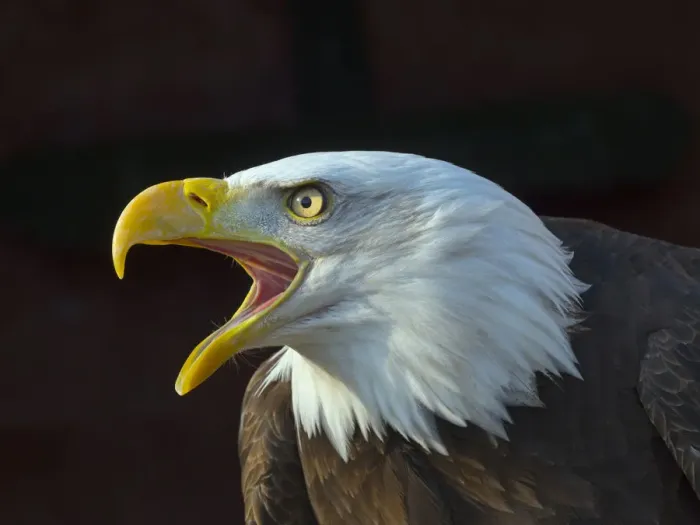 Framed Print : RF - Bald eagle (Haliaeetus leucocephalus) calling, captive, occurs in North America