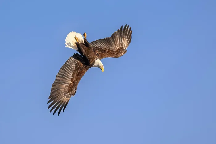 Framed Print : RF - Bald eagle (Haliaeetus leucocephalus) in flight, swooping down over Sitka Sound, Alaska, USA. March. (This image may be licensed either as rights managed or royalty free.) Framed Print : RF - Bald eagle (Haliaeetus leucocephalus) in flight, swooping down over Sitka Sound, Alaska, USA. March. (This image may be licensed either as rights managed or royalty free.)