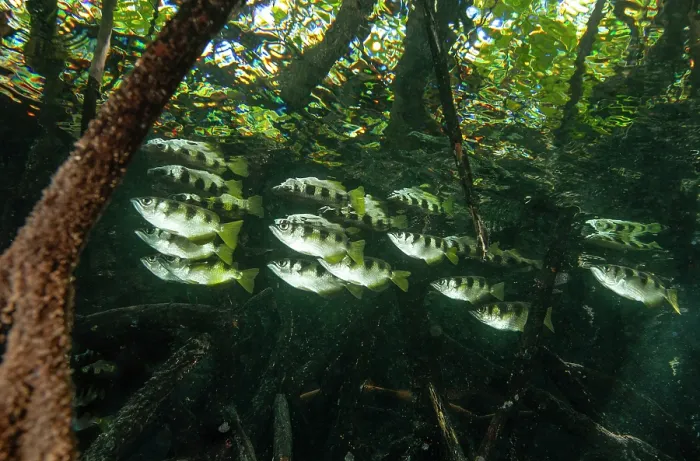 Framed Print : RF - Banded archerfish (Toxotes jaculatrix) school swimming among mangroves, Raja Ampat, Indonesia, Pacific Ocean Framed Print : RF - Banded archerfish (Toxotes jaculatrix) school swimming among mangroves, Raja Ampat, Indonesia, Pacific Ocean